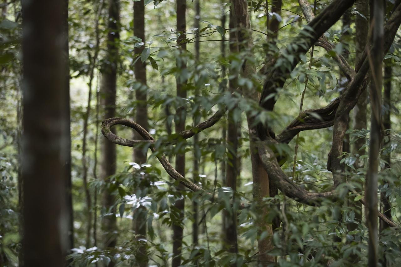 Sinharaja Forest Edge Deniyaya Exterior photo